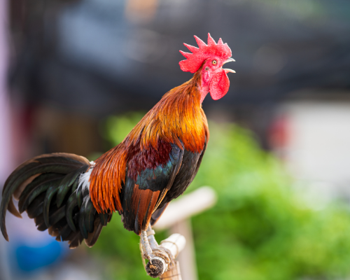 ANTES DE QUE CANTE EL GALLO