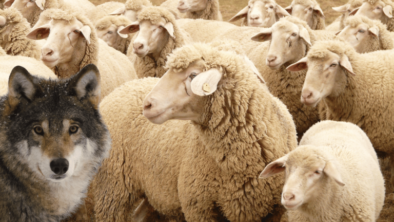 2019 LA OVEJA, LA COL Y EL LOBO